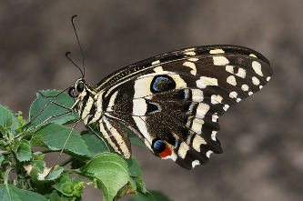 Papilio_demodocus.png